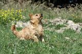 NORWICH TERRIER 014